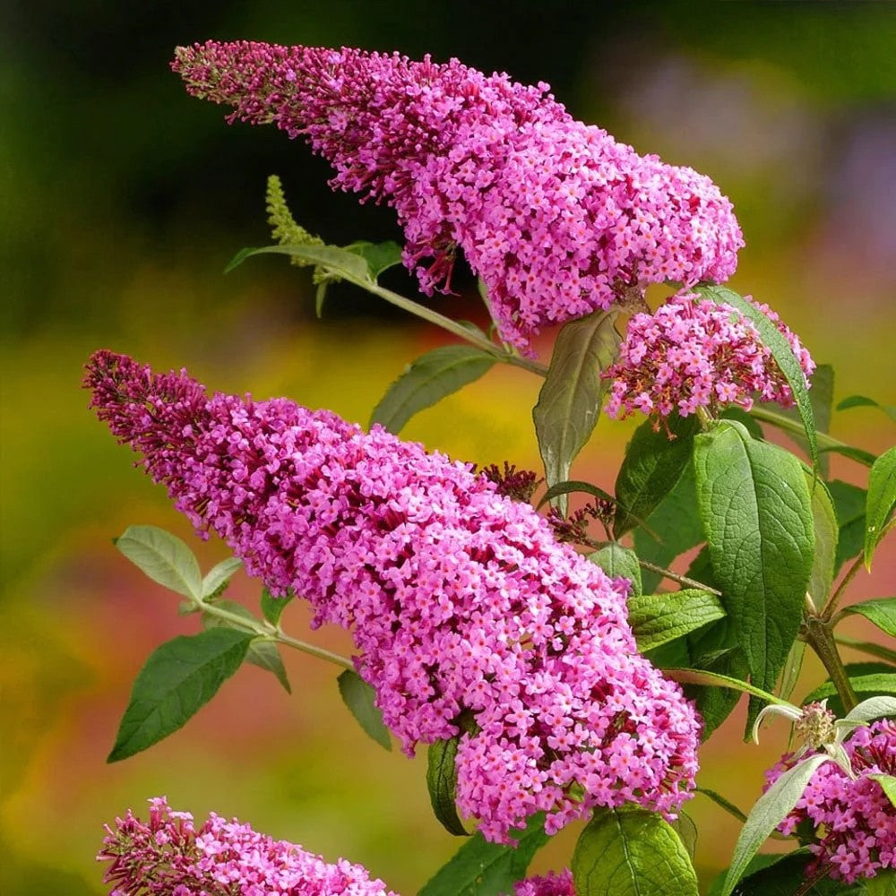 Liliac de Vara "Buddleja Davidii", Roz, la Ghiveci de 3L, 1 Bucata