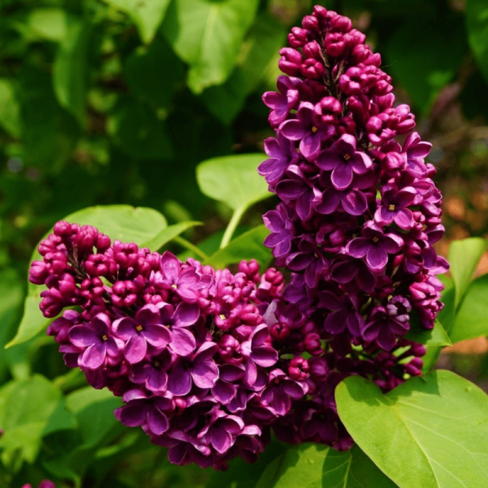 Liliac Syringa Vulgaris Roz Închis, 1 Bucata