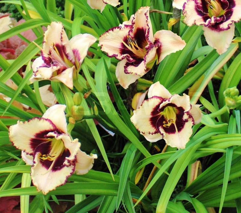 Bulbi de Hemerocallis "Border Music", Crin Salbatic, 1 Bucata