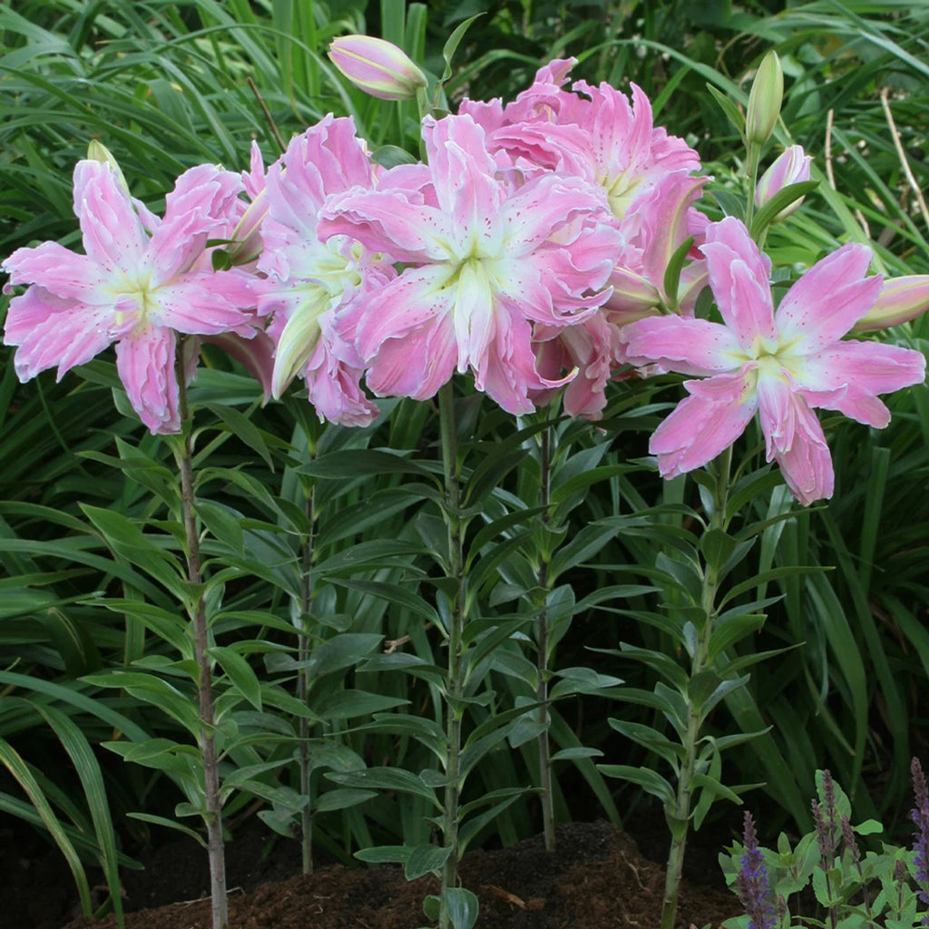 Bulbi de Crini Lotus Elegance (Lilium asiatic) – flori decorative, înflorire bogată vara, potriviți pentru borduri, ronduri și aranjamente florale.
