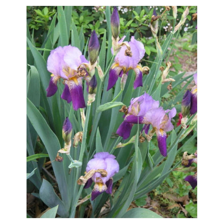 Bulbi de Iris Germanica "Alcazar", 1 Bucata