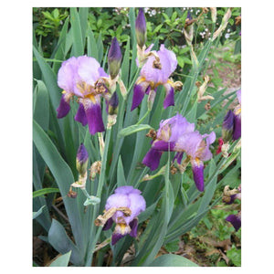 Bulbi de Iris Germanica "Alcazar", 1 Bucata