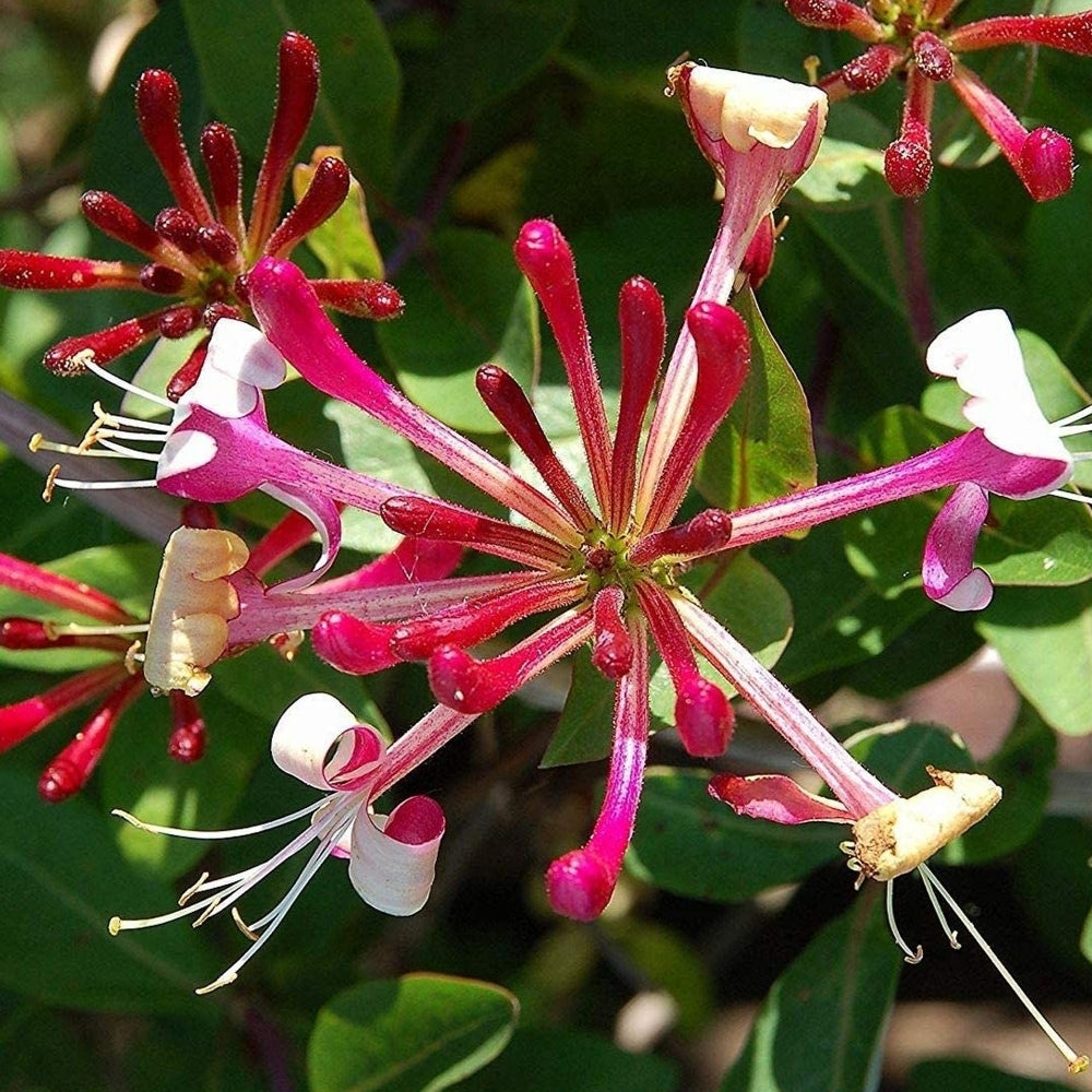 Lonicera Jap. "Red World"  (Mana Maicii Domnului)