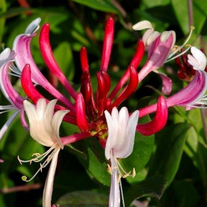 Lonicera Jap. "Red World"  (Mana Maicii Domnului)