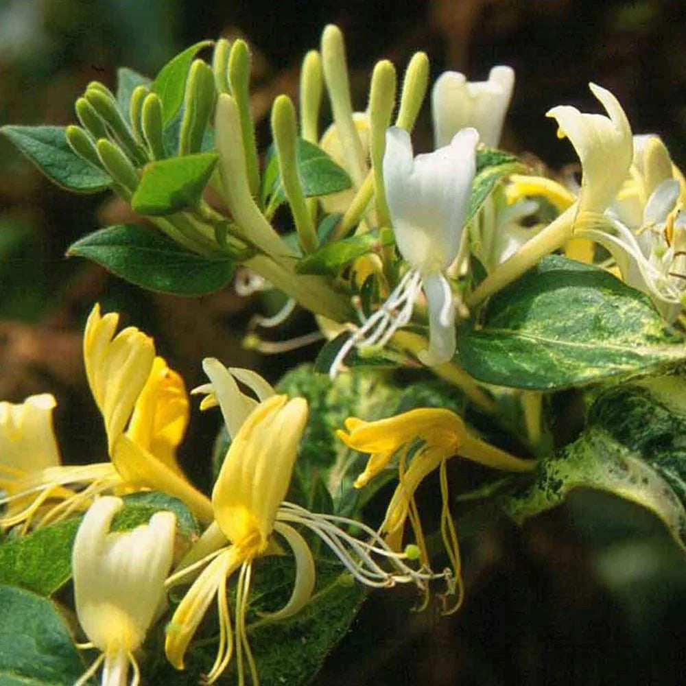 Lonicera Jap. "Halls Prolific" (Mana Maicii Domnului)