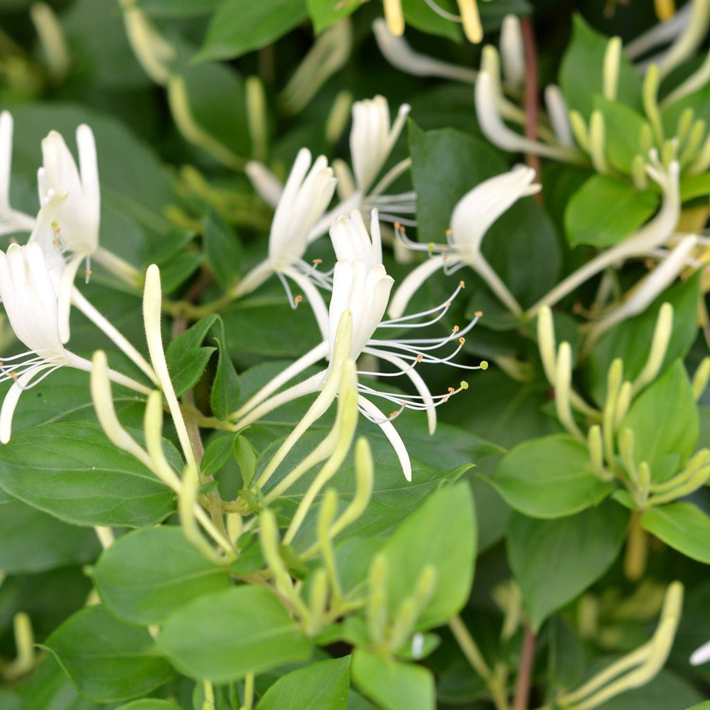 Lonicera Caprifolium (Mana Maicii Domnului)