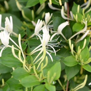 Lonicera Caprifolium (Mana Maicii Domnului), la ghiveci P9