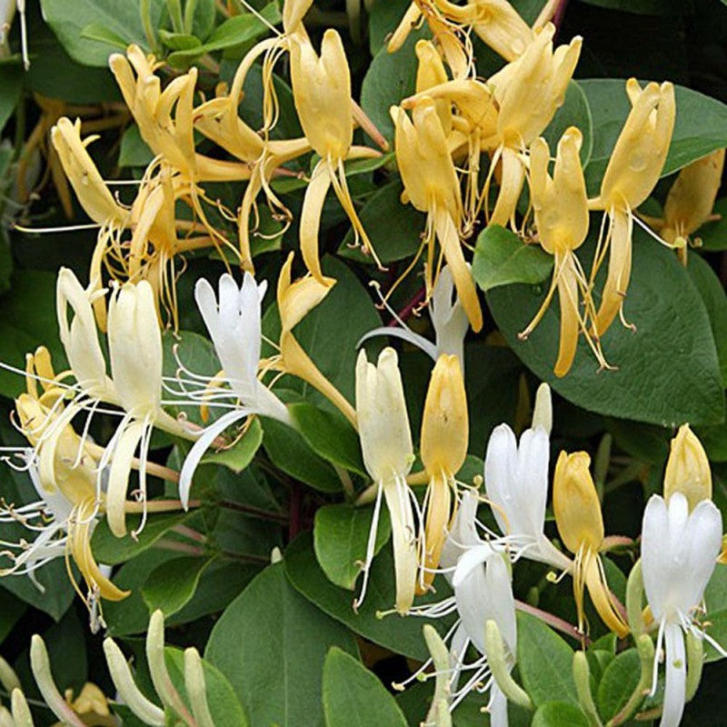 Lonicera Japonica. "Halliana" (Mana Maicii Domnului)