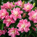 Bulbi de Crini Lotus Breeze 2 buc