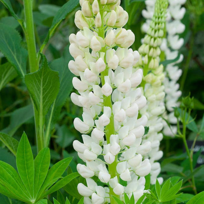 Lupinus Noblemaiden (Cafeluta)