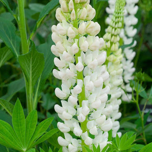 Lupinus Noblemaiden (Cafeluta)