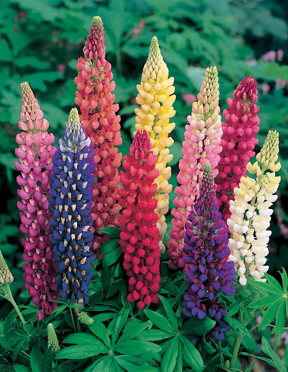 Lupin Mixt, la Ghiveci de 3L, 1 Bucata