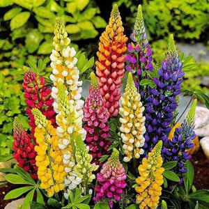Seminte de Lupin Peren, 0.5 gr
