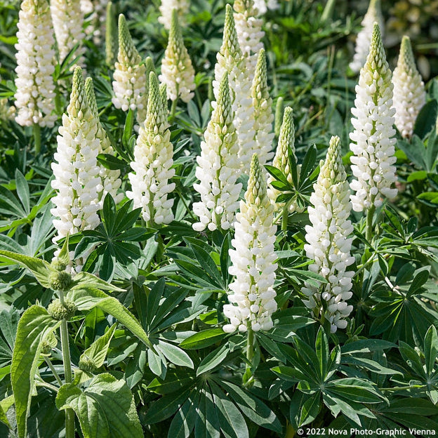 Lupinus Noblemaiden (Cafeluta)