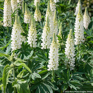 Lupinus Noblemaiden (Cafeluta)