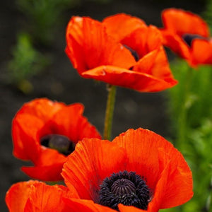 Papaver "Mac Oriental", 3 bucati