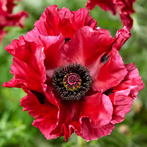 Papaver "Mac Oriental", 3 bucati
