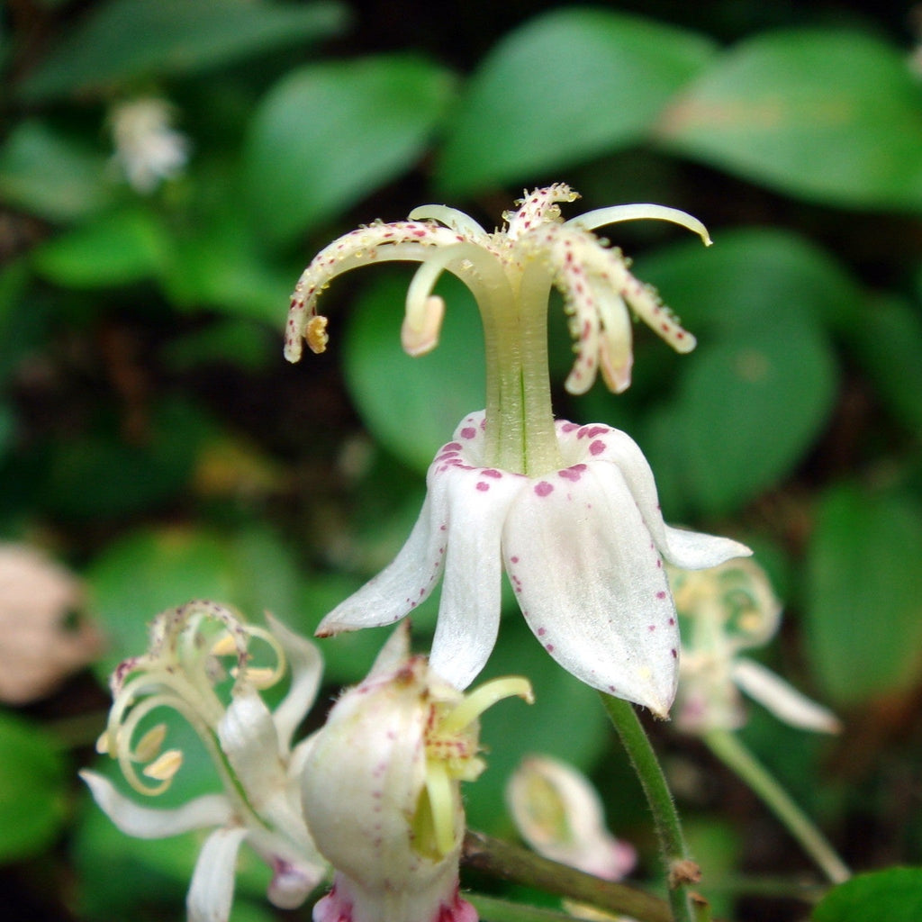Tricyrtis Macropoda (Orhideea de gradina),  2 bucăți