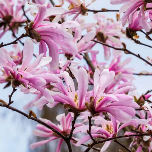 Magnolia Stellata "Rosea", la Ghiveci de 3L, 1 Bucata