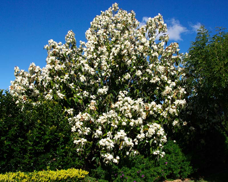 Magnolia Grandiflora,1 Bucata