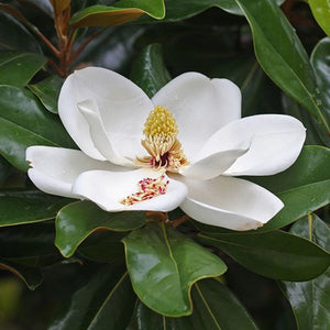 Magnolia Grandiflora,1 Bucata