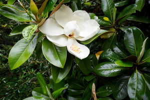 Magnolia Grandiflora,1 Bucata