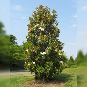 Magnolia Grandiflora,1 Bucata