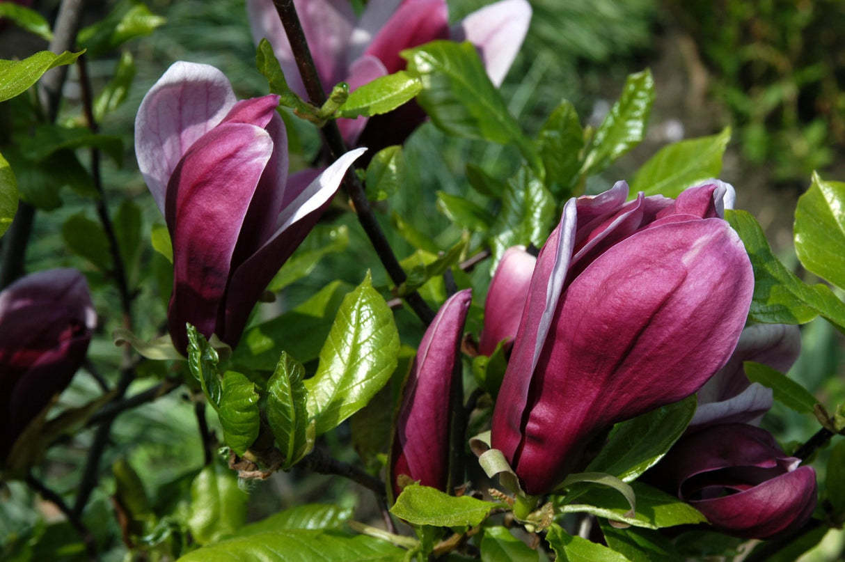 Magnolia "Nigra", la Ghiveci de 3L, 1 Bucata