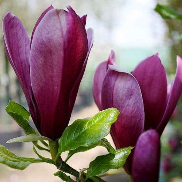 Magnolia "Nigra", la Ghiveci de 3L, 1 Bucata