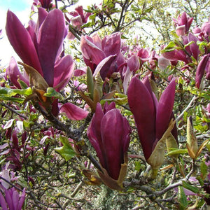 Magnolia "Nigra", la Ghiveci de 3L, 1 Bucata