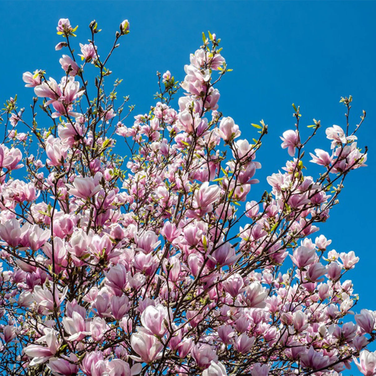 Magnolia Soulangeana "Alexandrina", la Ghiveci de 3L, 1 Bucata