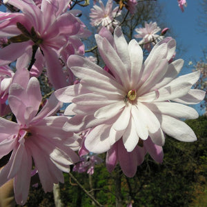 Magnolia Stellata "Rosea", la Ghiveci de 3L, 1 Bucata