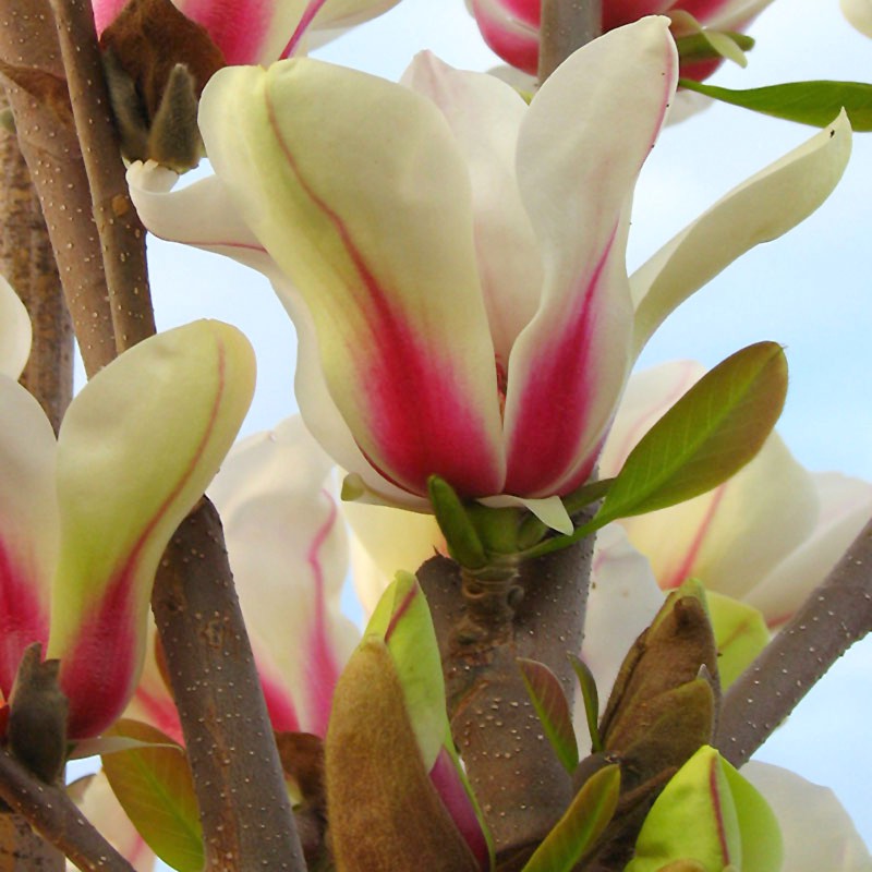 Magnolia "Sunrise", la Ghiveci de 3L, 1 Bucata