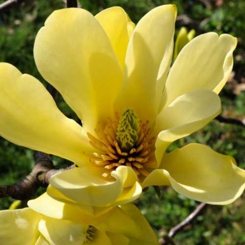 Magnolia "Yellow River", la Ghiveci de 3L, 1 Bucata