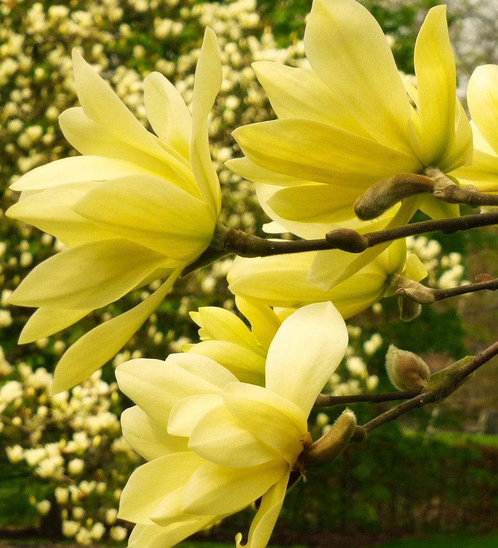 Magnolia "Yellow River", la Ghiveci de 3L, 1 Bucata