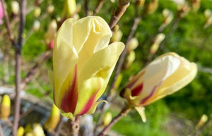 Magnolia "Sunrise", la Ghiveci de 3L, 1 Bucata