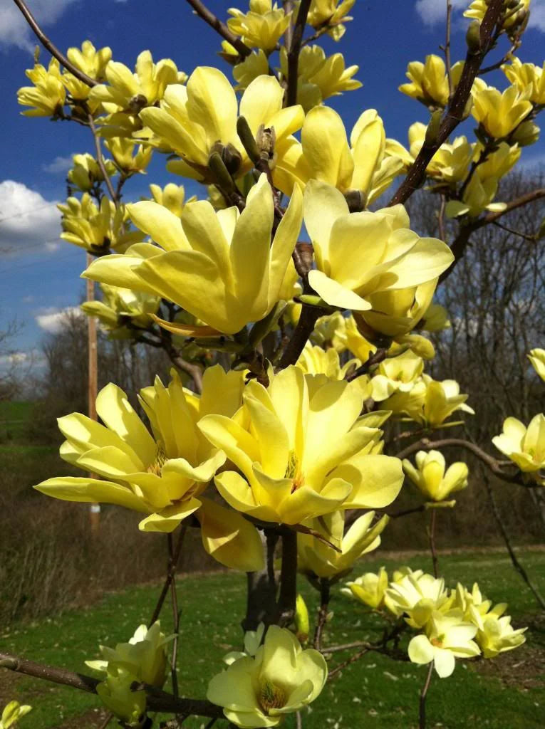 Magnolia Galbena,1 Bucata