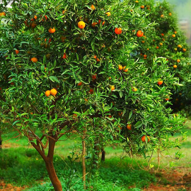Mandarin Aclimatizat, 140-160 cm