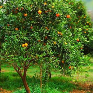 Mandarin Aclimatizat, 140-160 cm