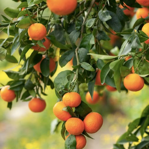 Mandarin Aclimatizat, 140-160 cm