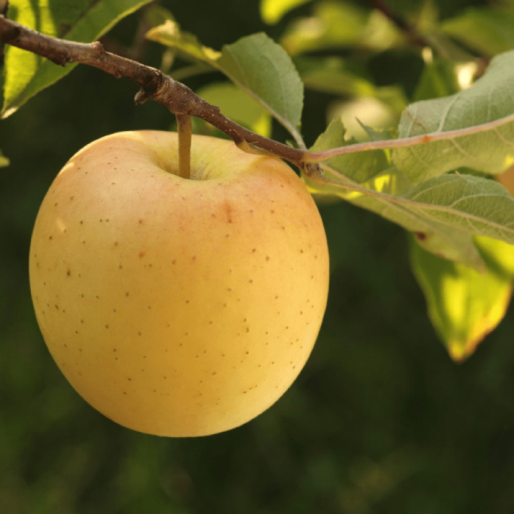 Mar "Golden Delicious", Anul 2, 1 Bucata