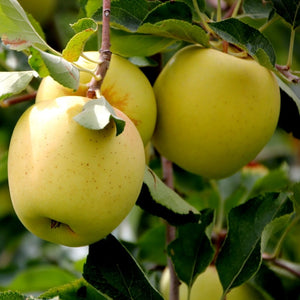 Mar "Golden Delicious", Anul 2, 1 Bucata