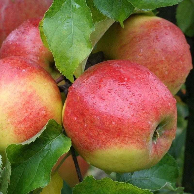 Măr - Jonagold