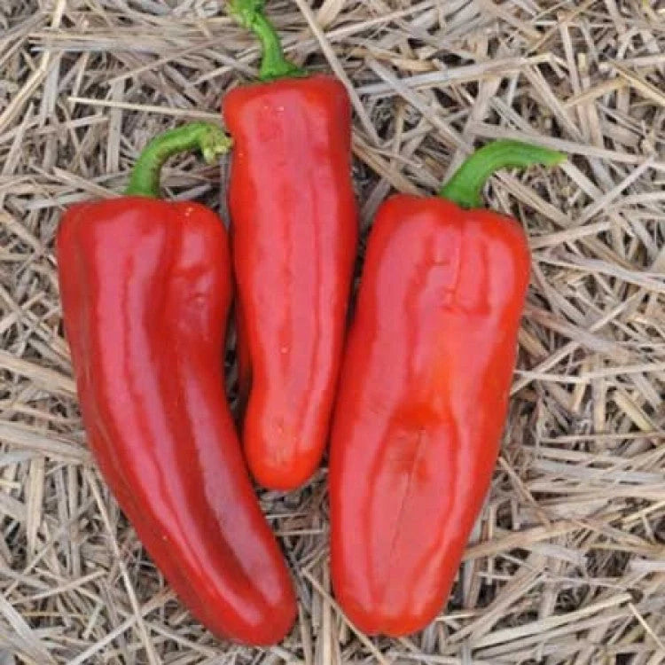 Semințe de Ardei Gras "Marconi Rosso", 0,7g