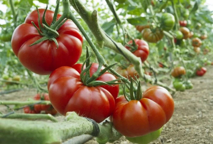 Semințe de Roșii "Marmande" , 0,7 gr