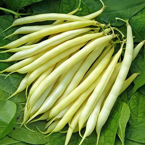 Seminte de Fasole Oloaga Maxidor, 250 gr