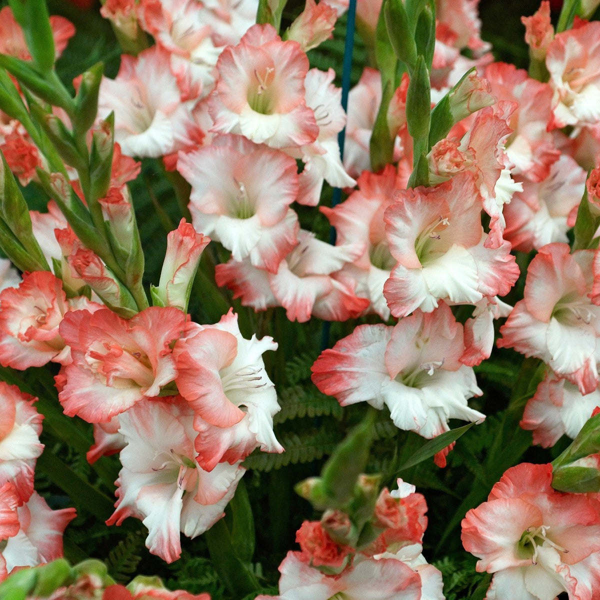 Bulbi de Gladiole "Pink Lady", 7 Bucati