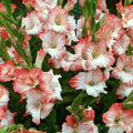 Bulbi Gladiole - Pink Lady - 5 buc