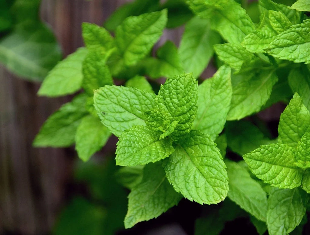 Semințe de Mentă, 0,1g