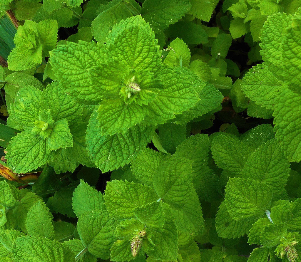 Semințe de Mentă, 0,1g